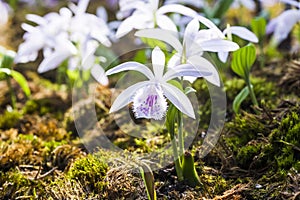 Close-up purple Taiwan Pleione with the natural background