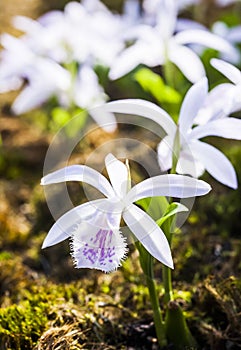 Close-up purple Taiwan Pleione with the natural background