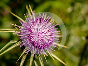 Close up of a purple thistle flower