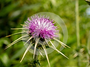 Close up of a purple thistle flower