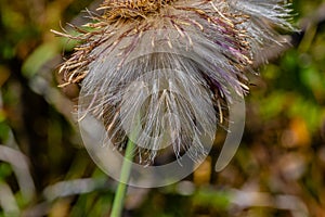 Close up of purple thistle flower feather, flying seed ready for dispersal, thistledown.