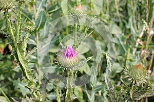 Close-up of purple thistle flower in the summer garden.