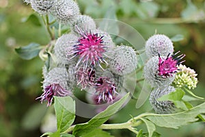 Close-up of purple thistle flower on the summer meadow.