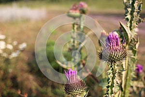 Close-up of purple thistle flower on the summer meadow.