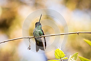 Purple-throated Woodstar Philodice Mitchelli photo