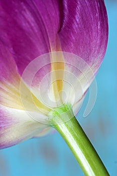 Close up of purple tulip