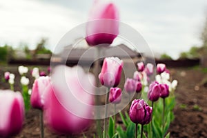 Close up of purple tulips growing in spring garden. Purple flag and Argos variety. Flowers blooming outdoors in may