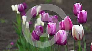Close up of purple tulips growing in spring garden. Purple flag and Argos variety. Flowers blooming outdoors in may