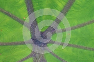 Close-up of purple veins in a green leaf