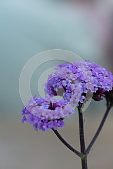 Close-up of purple Verbena Buenos Aires (Verbena bonariensis) flowers in bloom