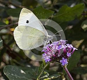 Close up of Purple verbena flower with small white butterfly