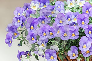 Close up of purple viola tricolor flower