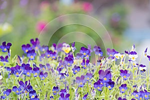 Purple violas blooming in garden with pink roses in background photo