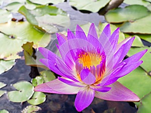 Close up purple violet color lotus flower or water lily with leaves in pond