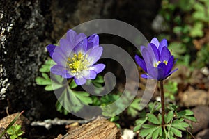 Close up of purple violet flowers Hepatica nobilis, Common Hepatica, liverwort, kidneywort, pennywort, Anemone hepatica photo