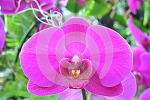 Close-up of a purple or violet Phalaenopsis sp. moth orchid flower on de-focused background