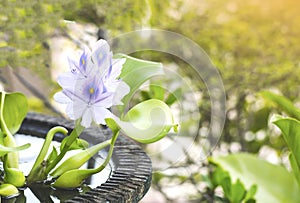 Close up purple water hyacinth flowers in blooming on blurred backgrounds,