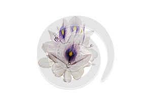 Close up purple water hyacinth flowers in blooming on white backgrounds, isolated with clipping path