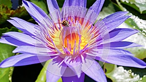 Close-up purple water lilly flower and bee attach