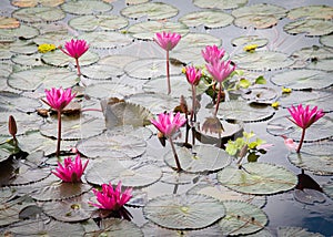 Close-up purple water lily with large floating round green leaves and water hyacinth plants at pond, Vietnam, violet Nymphaeaceae