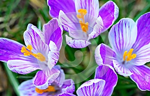 Close up of purple and white crocuses in bloom