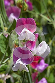 Close-up of purple and white flowering sweet peas