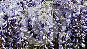 Close-up purple Wisteria blooms