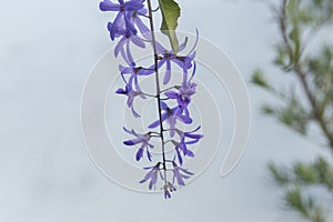 Close up of Purple Wreath Sandpaper Vine flower on white background. Scientific name Petrea volubilis. Petrea volubilis or Petre