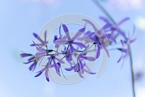 Close up of Purple Wreath Sandpaper Vine flower on white background. Scientific name Petrea volubilis. Petrea volubilis or Petre