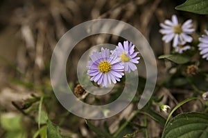 Beautiful purple and yellow argyranthemum frutescens marguerita daisy