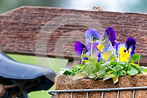 Close up of Purple and Yellow Flowers in a Bicycle Basket