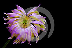 Close up of a purple yellow gerber daisy flower with dew drops on dark background