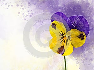 Close-up of purple and yellow pansy flower in watercolor. Botanical illustration for greeting card