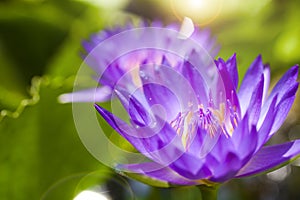 Close up purple and yellow pollen of lotus.