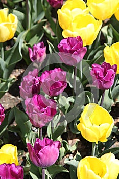 Close up Purple and yellow tulip bed in Spring