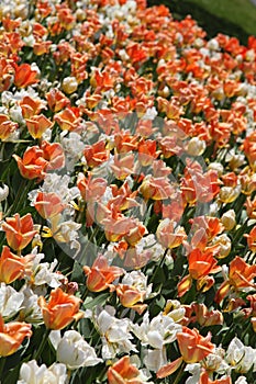 Close up Purple and yellow tulip bed in Spring