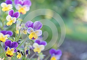 Close-up of purple and yellow violas blooming in spring garden photo