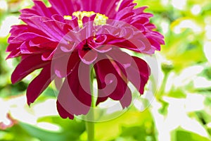 Close up of a purple zinnia from the side