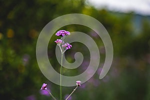 Close up purpletop vervain flower with blur nature