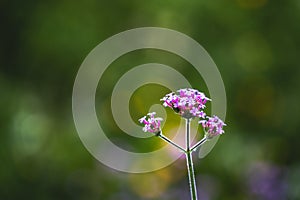 Close up purpletop vervain flower with blur nature