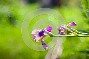 Close up of purplr iris photo