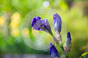 Close up of purplr iris photo
