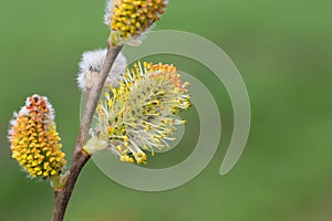 A close-up of a pussy willow branch with blossoming flowers. Macro. Spring