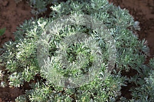 Close up of pygmy absinth plant