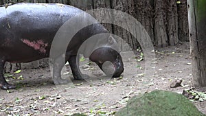 Close up of a pygmy hippopotamus walking on the ground