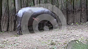 Close up of a pygmy hippopotamus walking on the ground