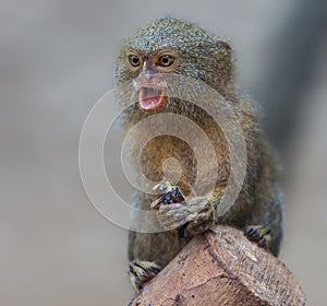 Close up of a Pygmy Marmoset