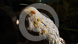 Close up of a pygmy marmoset