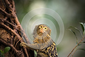 Close Up Pygmy Marmoset Monkey In A Tree