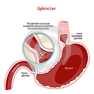 Close-up of Pyloric sphincter. human stomach with Oesophagus and Duodenum